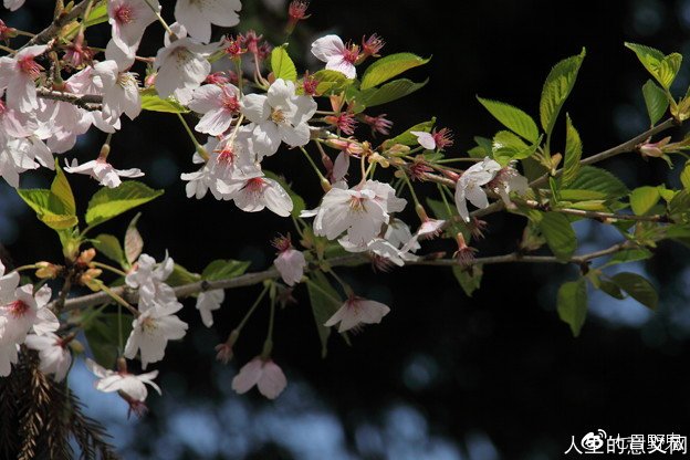在日本雅虎,对于樱吹雪是这样解释的:桜の花びらが風に舞い散る様子