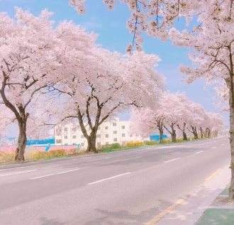有的爱情真像樱吹雪 竹海风