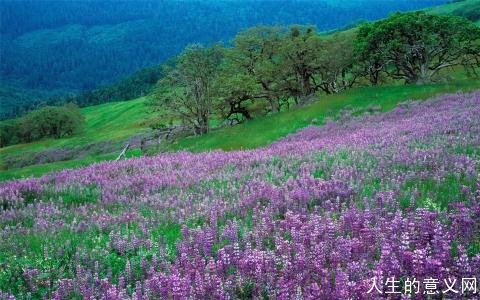 梭罗《野果》中令人心颤的句子