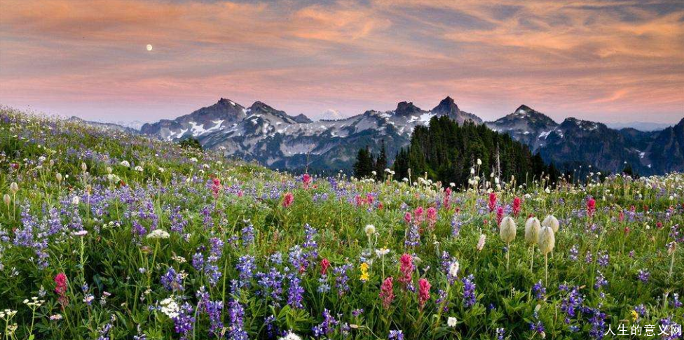 我坐在山坡上 守候这一山坡的花开