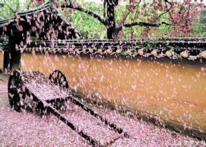 花雨 情怀