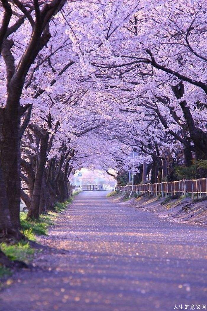 花雨 情怀
