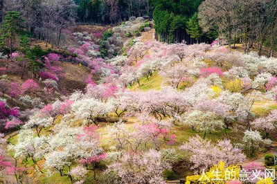 最美风景