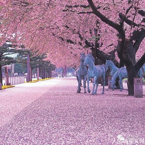 最美的花